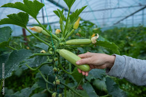 Images of farmers harvesting pumpkins and pumpkins.