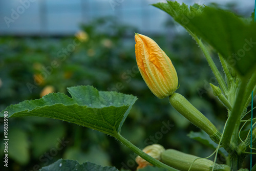 Images of farmers harvesting pumpkins and pumpkins.