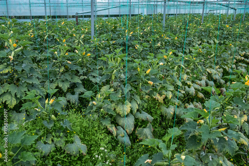 Images of farmers harvesting pumpkins and pumpkins.
