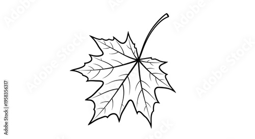Single maple leaf outline drawing illustration.