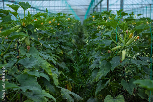 Images of farmers harvesting pumpkins and pumpkins.