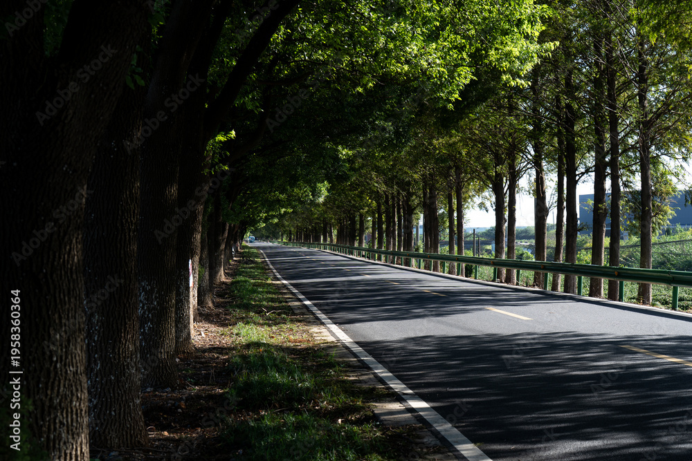 Obraz premium Tree-lined road stretching into the distance with lush green foliage and dappled sunlight