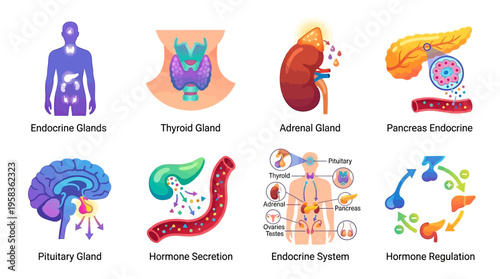 The endocrine system regulates hormone secretion through vector graphics of glands like the pancreas and thyroid in a human body.