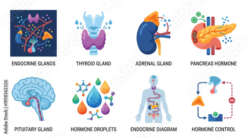 The vector illustration shows human endocrine glands and hormone control systems in a detailed diagram with various colorful icons and droplets.