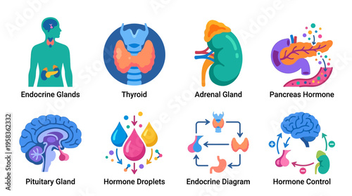The human endocrine system consists of vector graphics illustrating glands like thyroid, adrenal, pancreas, pituitary, and hormone droplets.