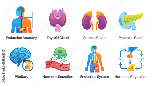 Anatomical vector illustration of the human endocrine system showing glands and hormone regulation processes