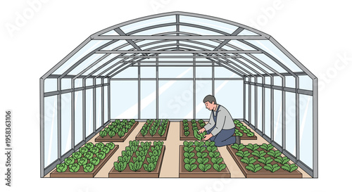 A man is kneeling and tending to multiple rows of green leafy plants inside a transparent greenhouse with an arched roof.