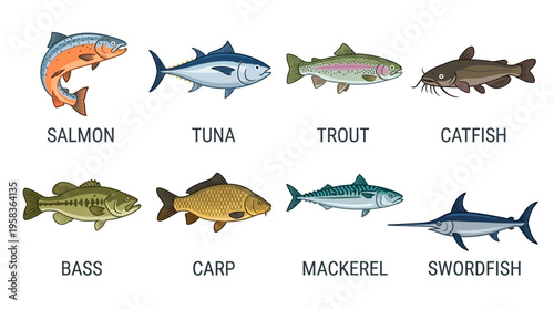 Vector illustration of various fish species including salmon, tuna, trout, catfish, bass, carp, mackerel, and swordfish in a clean aquatic environment from a side viewpoint.