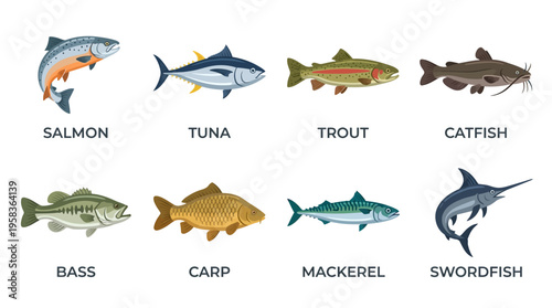 Vector illustration of various fish species including salmon, tuna, trout, catfish, bass, carp, mackerel, and swordfish in a clean graphic design.