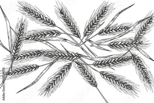 Detailed black and white illustration of wheat ears with leaves, botanical agricultural grain design
