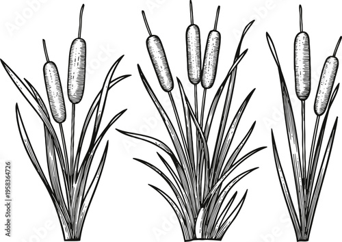Cattail plants with long leaves and seed heads line art set marsh wetland grass botanical illustration