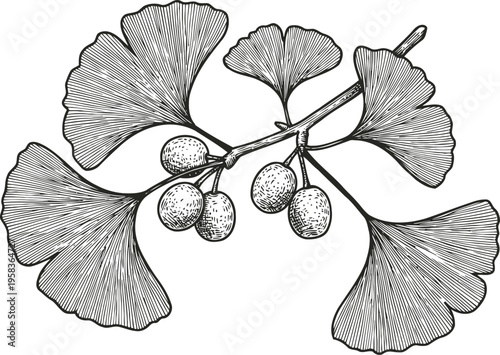 Ginkgo biloba branch with fan shaped leaves and round seeds detailed botanical illustration