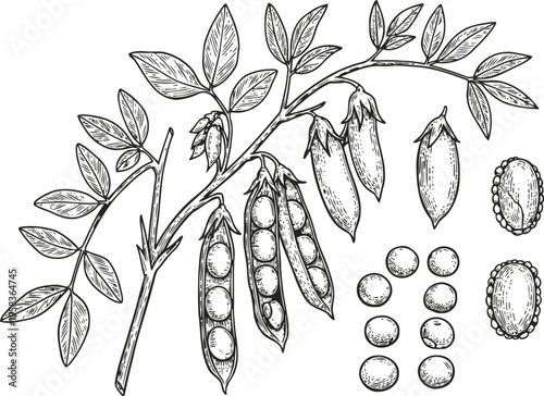 Chickpea plant branch with pods and seeds detailed botanical drawing illustration