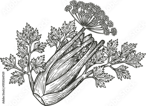 Illustration of fresh celery stalk with leaves and umbrella flower, herbal vegetable sketch in black and white