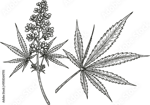Cannabis plant illustration with detailed flowering bud and serrated leaves botanical drawing