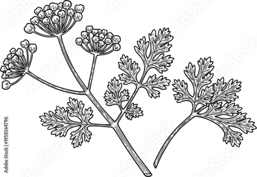 Herb and flower line art illustration of dill with detailed leaves and umbrella shaped flower clusters