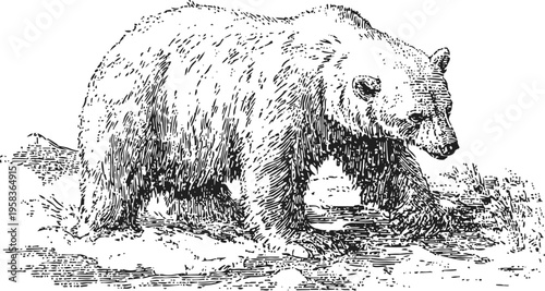 Brown bear walking in forest vintage wildlife engraving illustration, detailed mammal sketch in natural habitat