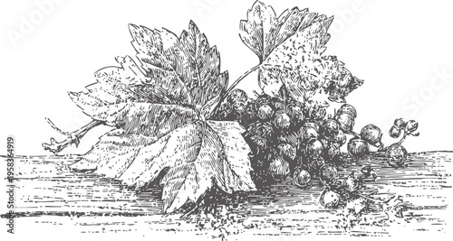 Hand drawn grapevine branch with leaves and clustered grapes, vintage botanical illustration
