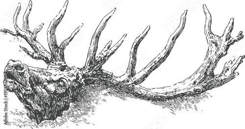 detailed vintage illustration of an elk head with large antlers