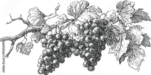 Detailed vintage grapevine branch with ripe grape cluster and large leaves illustration