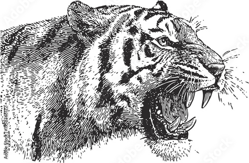 Ferocious roaring tiger head with open mouth showing sharp teeth, wild animal close up illustration