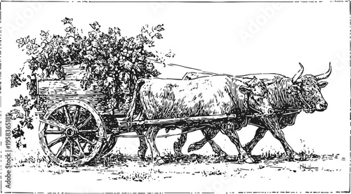 Oxen pulling a wooden cart loaded with plants vintage black and white rural farming illustration