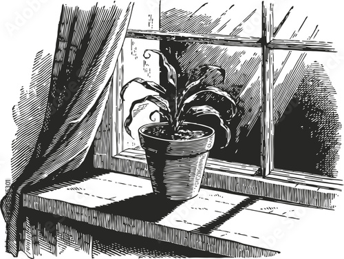 potted houseplant on windowsill with shadow and flowing curtain in detailed black ink drawing