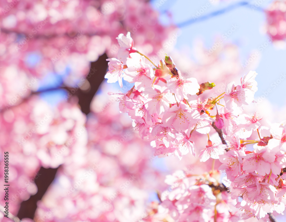 Obraz premium Close-Up of Pink Cherry Blossoms in Soft Spring Light