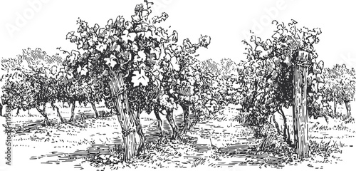 vineyard rows with grapevines growing on trellises in a rural agricultural landscape