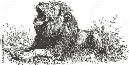 Roaring lion resting in the grass with fierce expression wild animal king of jungle