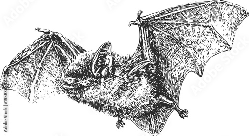 Detailed vintage ink drawing of a bat in flight with spread wings and textured fur