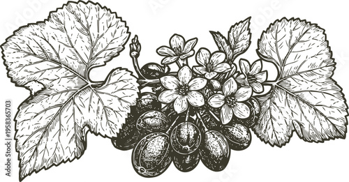 Detailed black and white illustration of grapevine with cluster of grapes and flowering grape leaves