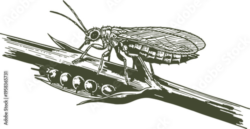 Illustration of a cicada insect laying eggs on a plant stem detailed black and white line art