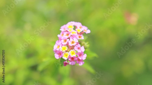 A beautiful cluster of small pink and yellow lantana flowers swaying gently in the summer breeze