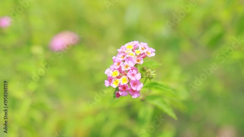 A beautiful cluster of small pink and yellow lantana flowers swaying gently in the summer breeze