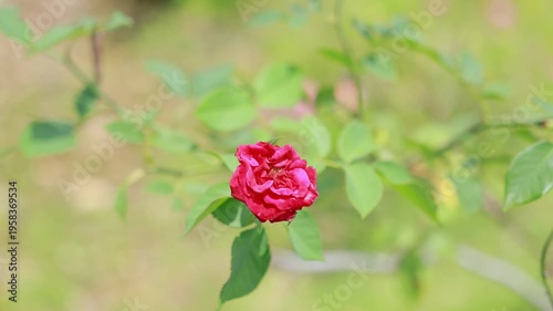 A single deep red rose blooming gracefully against a blurred green foliage background in a garden