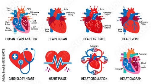 Vector illustrations of human heart anatomy and cardiology concepts with organ, arteries, veins, and pulse details