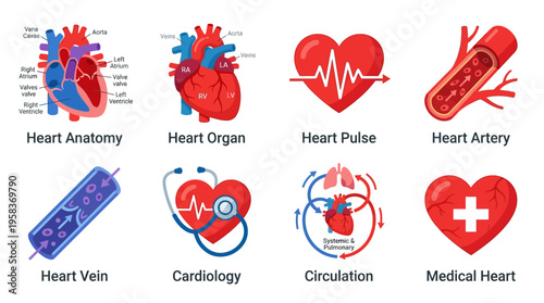 Vector illustrations of various heart anatomy and cardiology related medical icons in a clean graphic style.