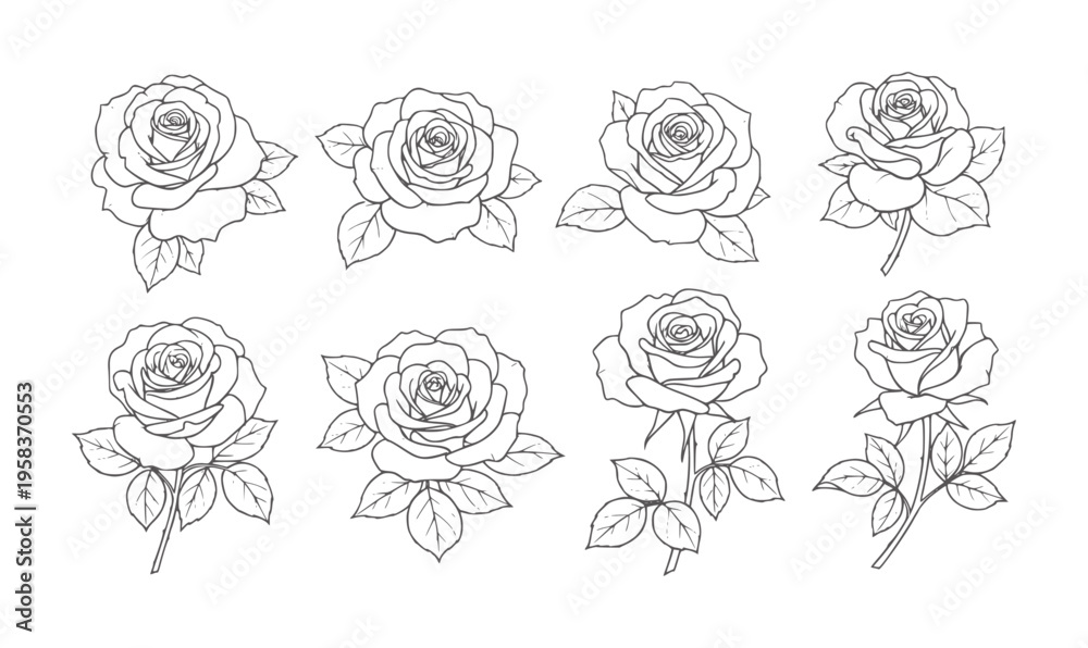 Fototapeta premium Eight black and white line roses with leaves white flower floral bloom petal