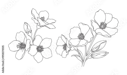 Delicate line of blooming flowers and buds stems leaf