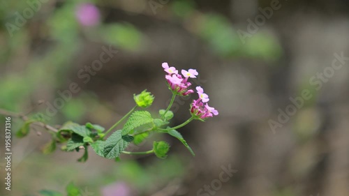 Delicate pink lantana flowers growing on a branch with green leaves in a quiet outdoor setting