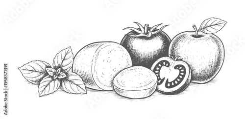 Hand drawn of fresh basil leaves tomato and apple fruit