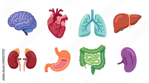 A vector illustration of various human organs, including brain, heart, lungs, liver, kidneys, stomach, intestines, and bladder, displayed in a colorful and educational medical setting.