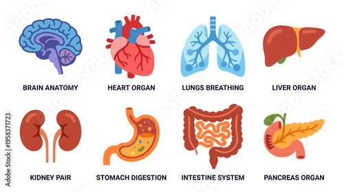 Detailed vector illustration of human internal organs including brain, heart, lungs, liver, kidney, stomach, intestine, and pancreas in a medical context for educational purposes.