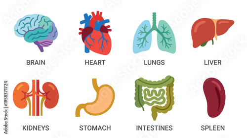 A vector illustration of human organs including brain, heart, lungs, liver, kidneys, stomach, intestines, and spleen in a medical context for educational purposes.