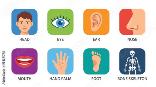 Vector illustration of human body parts including head, eye, ear, nose, mouth, hand palm, foot, and bone skeleton in a colorful educational setting.