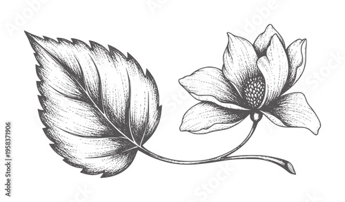 Monochrome of a blooming flower with a serrated leaf petal