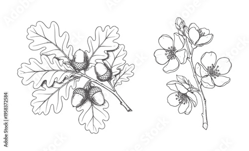 Vintage of oak leaves with acorns and delicate blooming branches flower