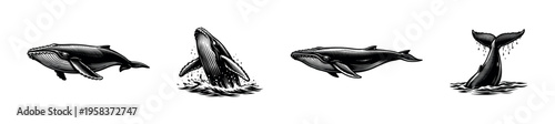 Whale vector illustrations set featuring humpback whale silhouettes in black and white style