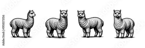 Black and white alpaca illustrations, animal silhouette, vector art